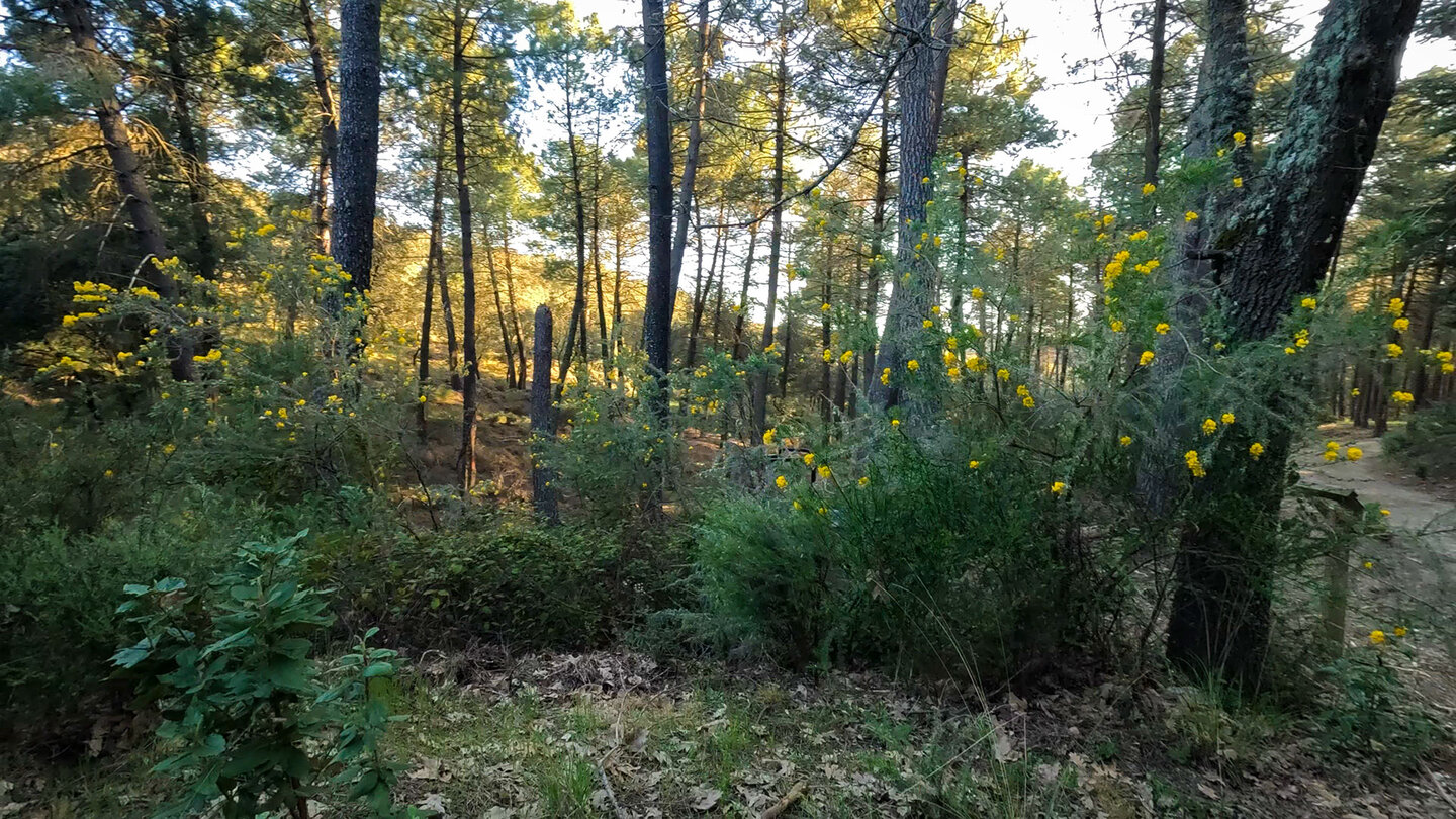 das Erholungsgebiet Área Recreativa El Robledal im Naturpark Sierras de Tejeda, Almijara y Alhama Erholungsgebiet Área Recreativa El Robledal im Naturpark Sierras de Tejeda, Almijara y Alhama