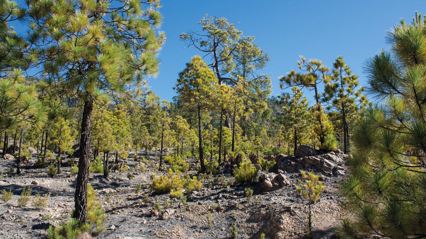 Abwanderung durch den Kiefernwald nach Vilafor