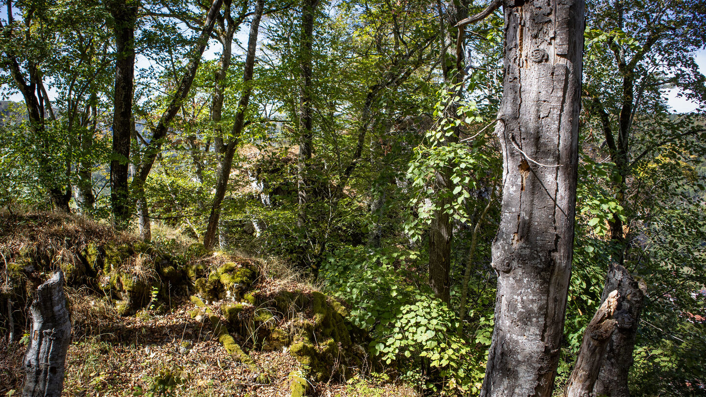 Pfad zum vorgelagerten Burgfelsen der Wagenburg