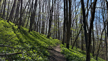Waldpfade im UNESCO Biosphärenreservat Rhön