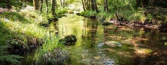 Eyach im Naturschutzgebiet Eyach- und Rotenbachtal