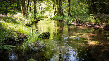 Eyach im Naturschutzgebiet Eyach- und Rotenbachtal