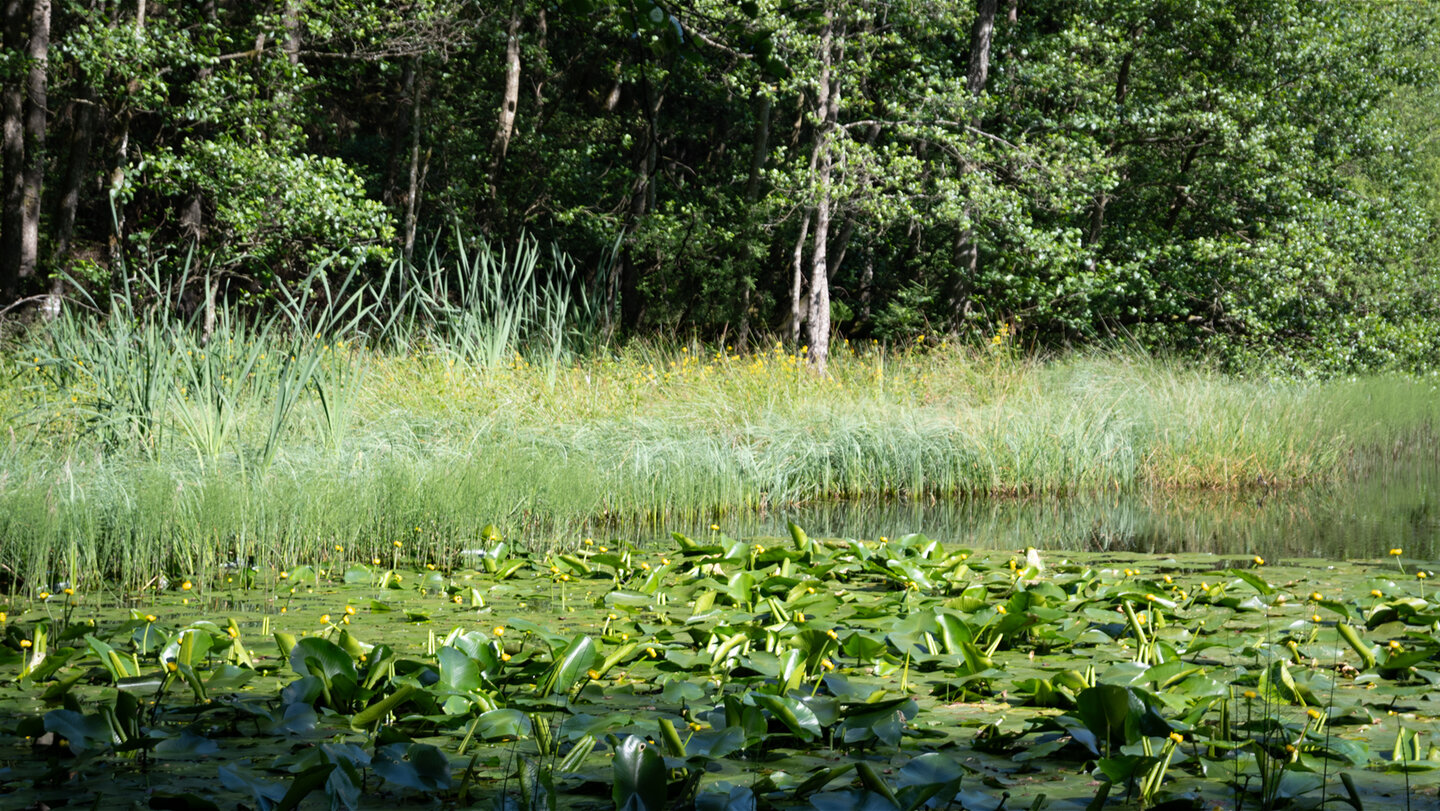Seerosenteich im Eyachtal