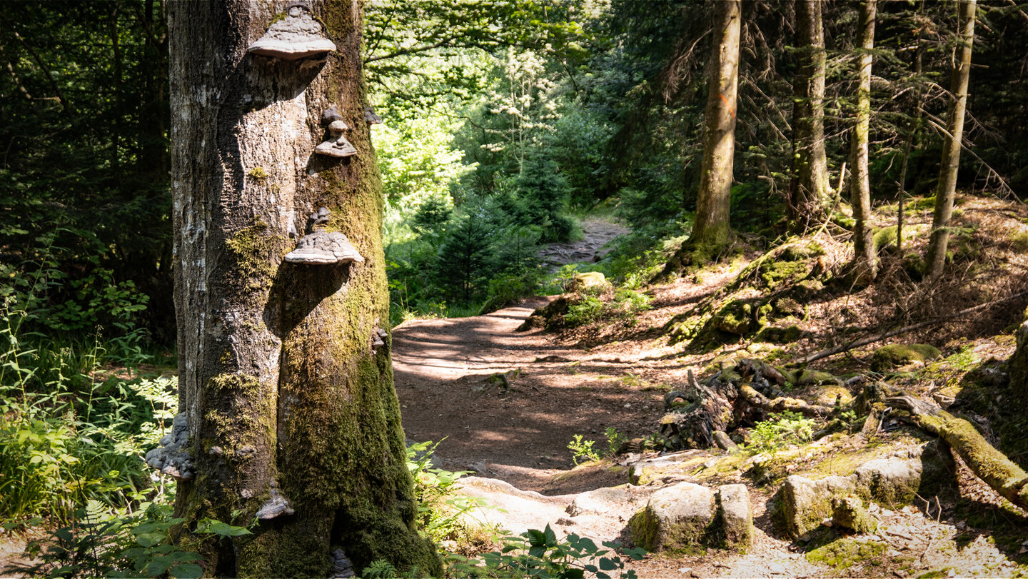 das Wasserwegele im Eyachtal