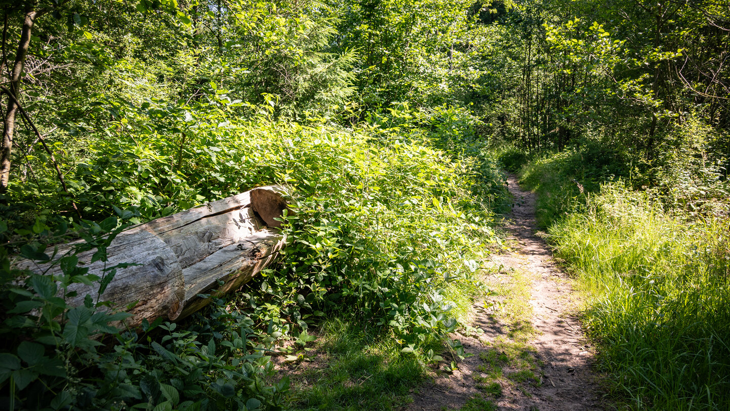 Wanderpfad mit rustikaler Sitzbank im Eyachtal