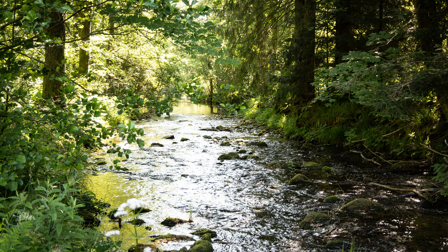 Bachlauf der Eyach im Nordschwarzwald
