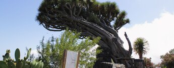 der Aussichtspunkt Mirador de Los Dragos auf La Palma