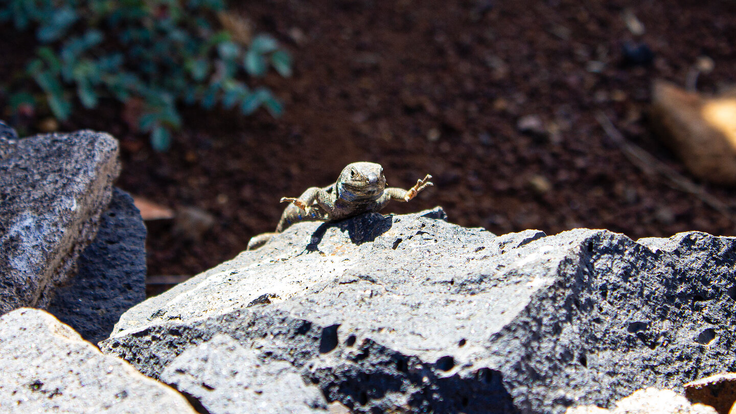 auch Eidechsen begegnet man am Wegesrand zum Mirador de Los Dragos auf La Palma auch Eidechsen begegnet man am Wegesrand zum Mirador de Los Dragos auf La Palma