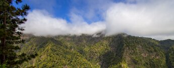 Blick auf den üppigen Lorbeerwald im Naturpark Las Nieves auf La Palma