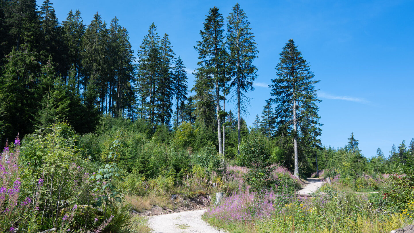 bequemer Wanderweg nach Aha am Schluchsee