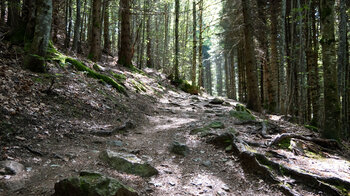 Route zum Schluchsee durch Tannenwald