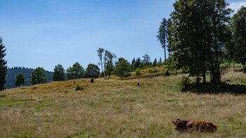 idyllische Kuhweiden entlang der Wanderung