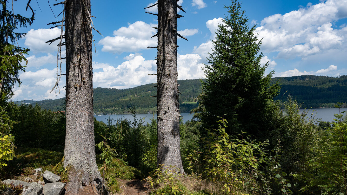 entlang der Wanderroute ergeben sich Ausblicke auf den Schluchsee durch den Tannenwald entlang der Wanderroute ergeben sich Ausblicke auf den Schluchsee durch den Tannenwald