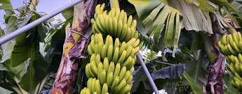 Bananenstaude im Centro da Banana da Madeira
