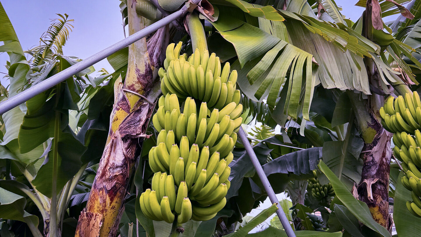 Bananenstaude im Centro da Banana da Madeira in Ponta do Sol Bananenstaude im Centro da Banana da Madeira