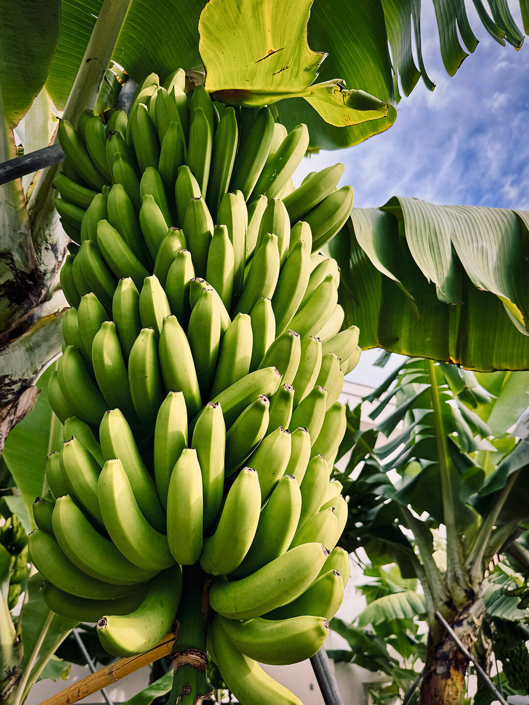 Bananenstaude auf einem Versuchsfeld des Bananenmuseums auf Madeira Bananenstaude auf einem Versuchsfeld des Bananenmuseums