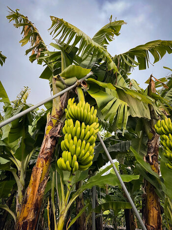 Stauden der Bananen werden mit Stahlrohren gestützt