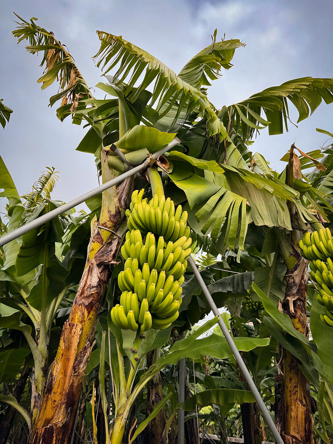 üppige Bananenstauden müssen mit Stahlrohren gestützt werden Stauden der Bananen werden mit Stahlrohren gestützt