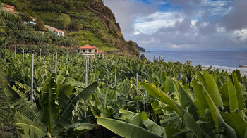 Bananenfeld im Centro da Banana da Madeira