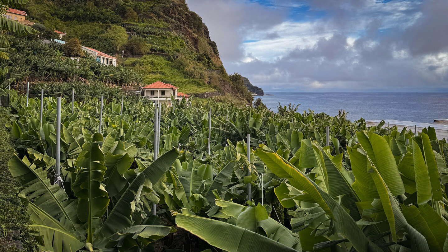 Bananenfeld im Centro da Banana da Madeira in Ponta do Sol Bananenfeld im Centro da Banana da Madeira