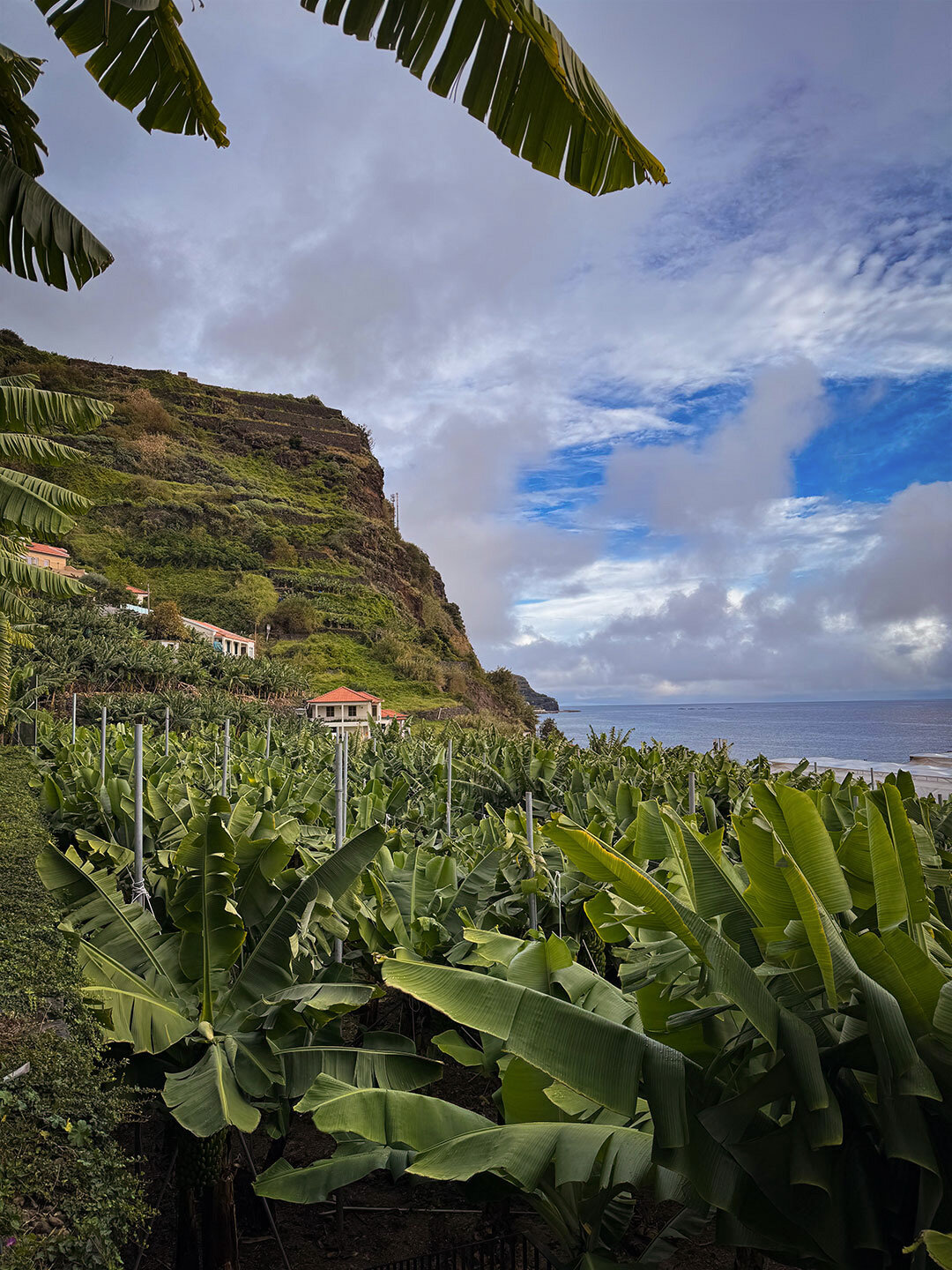 Anzuchtfeld für Bananenpflanzen im Centro da Banana da Madeira in Ponta do Sol Anzuchtfeld für Bananenpflanzen im Centro da Banana da Madeira