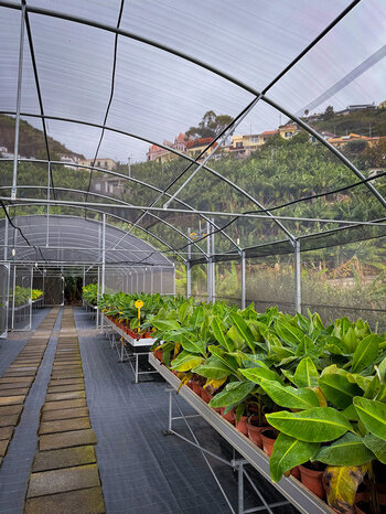 Bananensetzlinge im Gewächshaus des Centro da Banana da Madeira