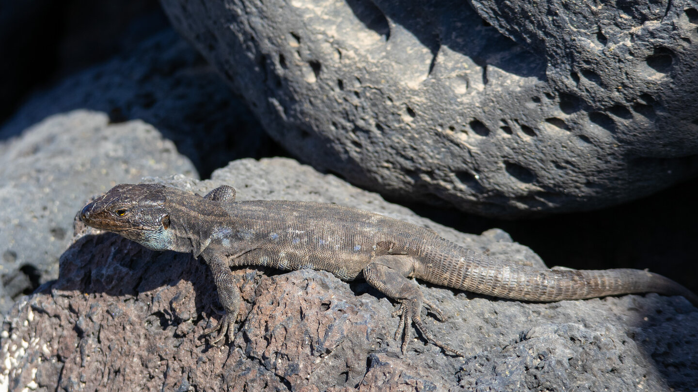 eine blaugfleckte Eidechse sonnt sich auf den Lavafelsen im Malpaís de Güímar