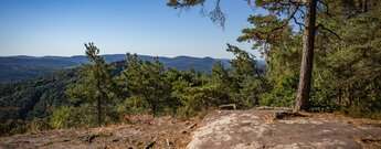 Flache Sandsteinplatte am Kühhungerfelsen mit Kiefern und Blick über bewaldete Bergrücken des Pfälzerwaldes unter blauem Himmel