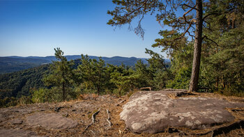 Flache Sandsteinplatte am Kühhungerfelsen mit Kiefern und Blick über bewaldete Bergrücken des Pfälzerwaldes unter blauem Himmel