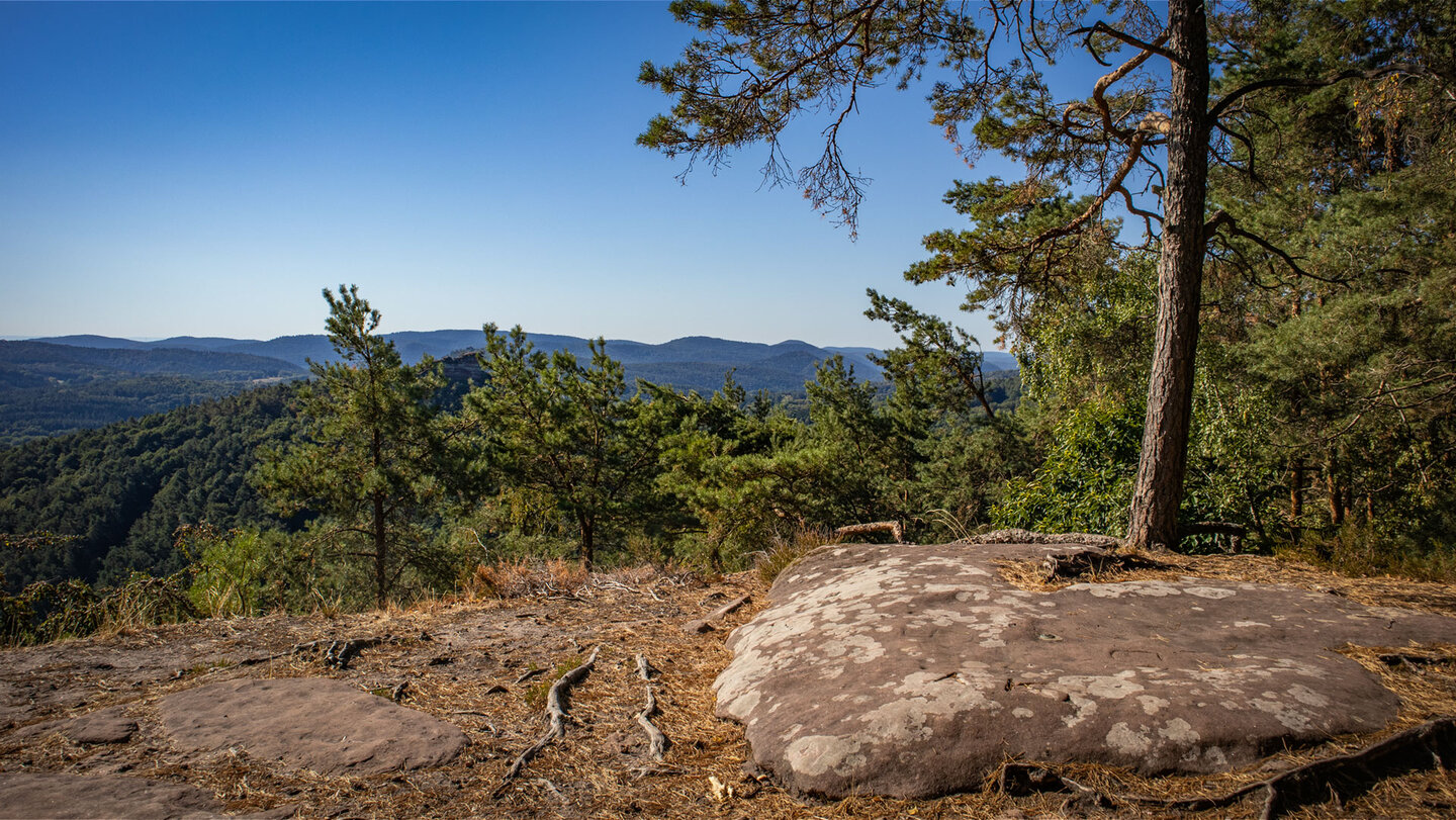 Flache Sandsteinplatte am Kühhungerfelsen mit Kiefern und Blick über bewaldete Bergrücken des Pfälzerwaldes unter blauem Himmel