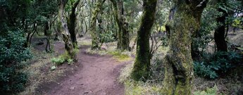 bemooste Bäume im Monteverde