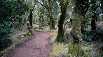 bemooste Bäume im Monteverde