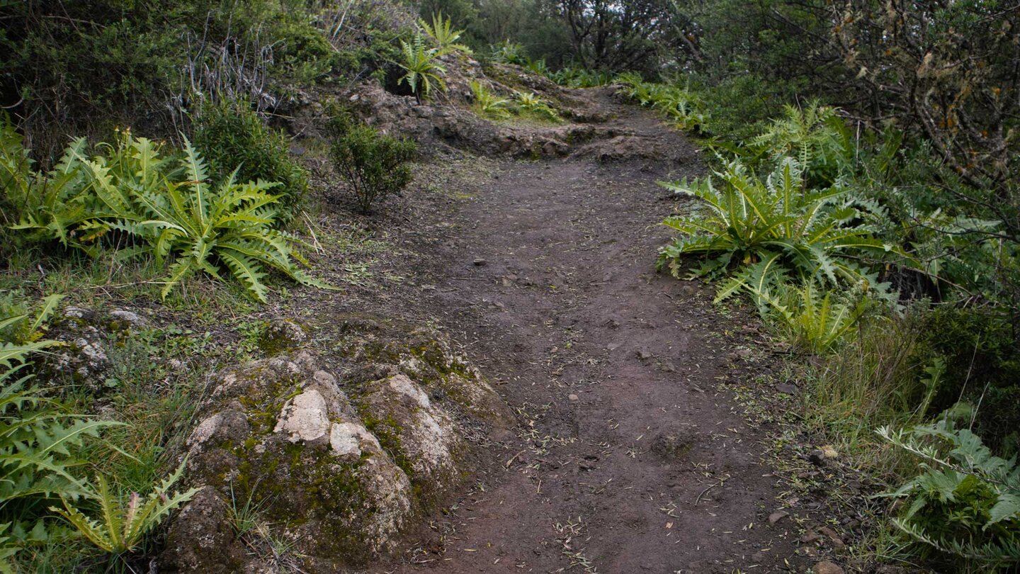 üppige Gänsedisteln in der Lorbeerwaldvegetation am Wegesrand