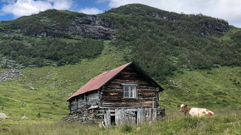 Almhütte mit Kuh