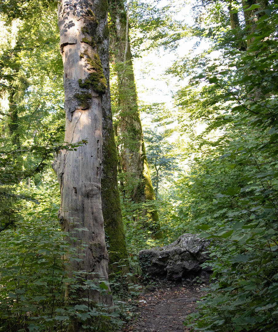 Wälder im Fürstlichen Park Inzigkofen