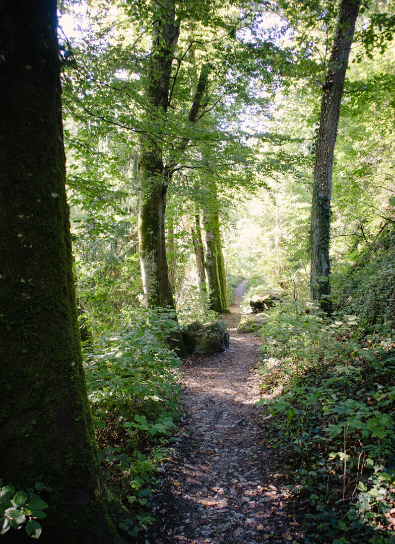Waldpfad im Fürstlichen Park Inzigkofen
