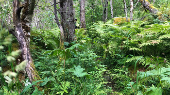 urwaldartiger Pfad zum Vøringsfossen