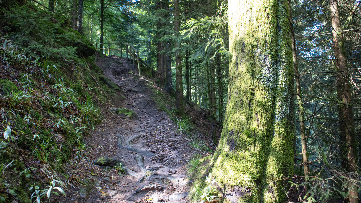 Wurzelwege führen durch den schattigen Wald am Wasserfall
