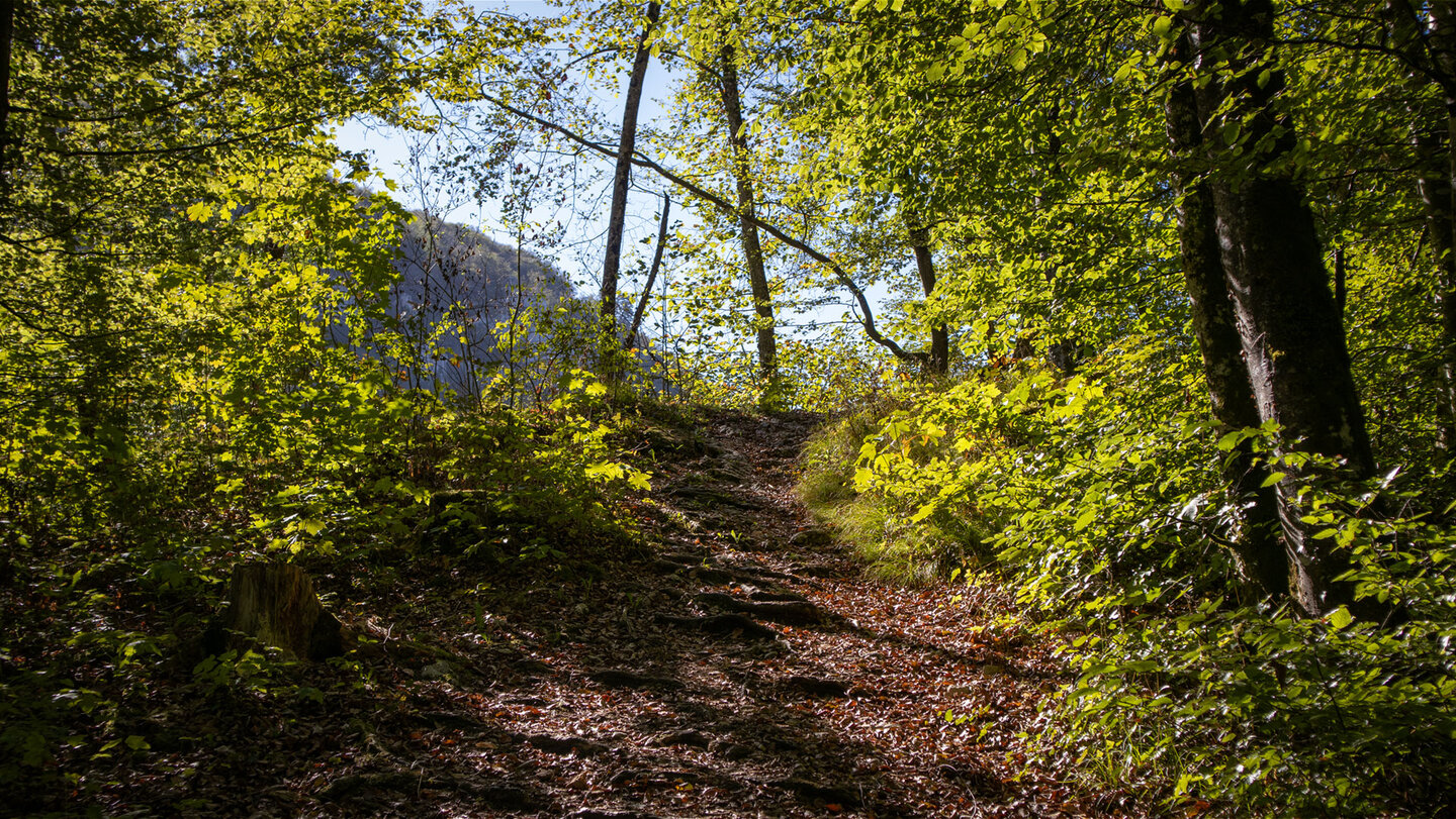 Steiler, steiniger Pfad durch den Wald zur Sperberloch-Höhle.