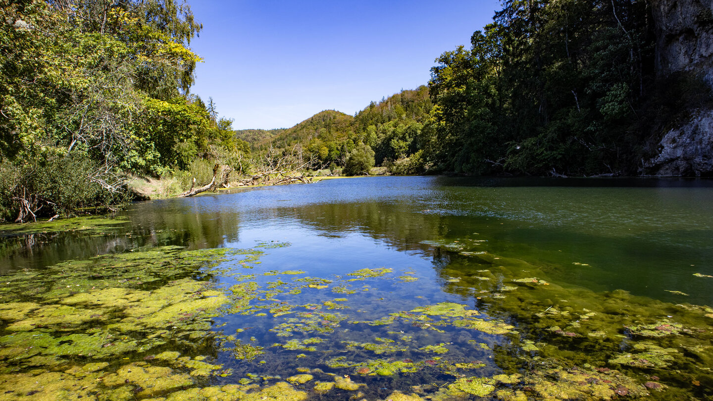 Naturbelassenes Ufer der Donau mit Algen und Totholz.
