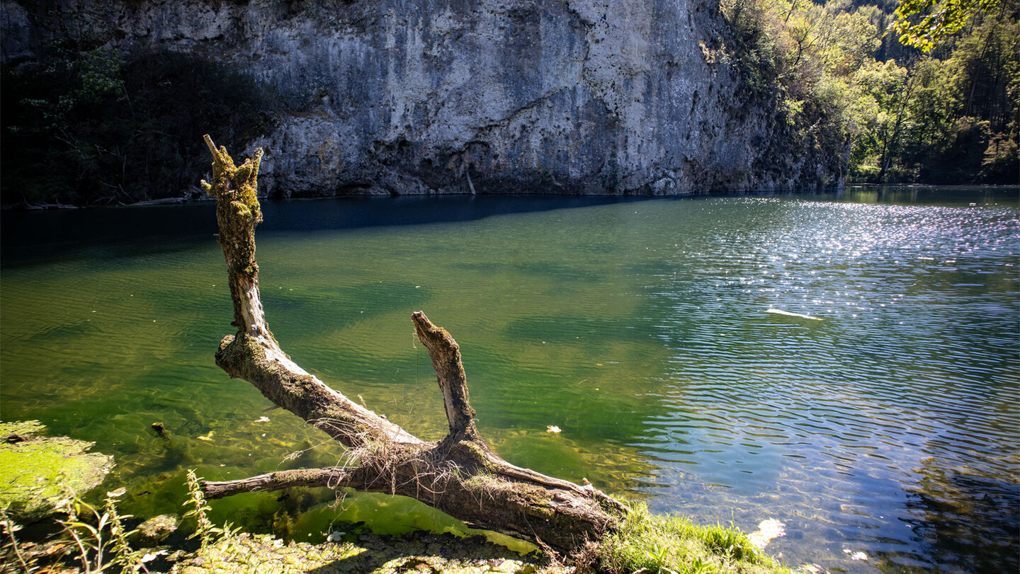 Totholz und Felsenufer, Donauschleife im Durchbruchtal.