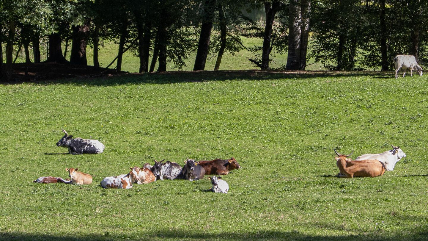 Rastende Zebu-Rinder am Waldrand, Jägerhaus Donautal.