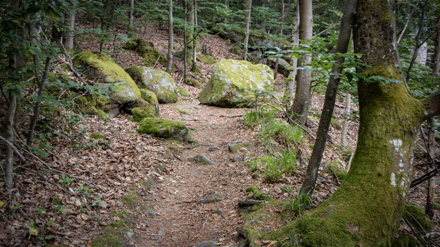Waldwanderweg bei Gausbach