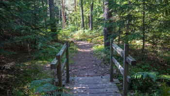 Brücke auf der Eulenfelsen-Tour bei Eppenbrunn