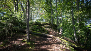 Wanderweg zum Aussichtspunkt Eulenfelsen