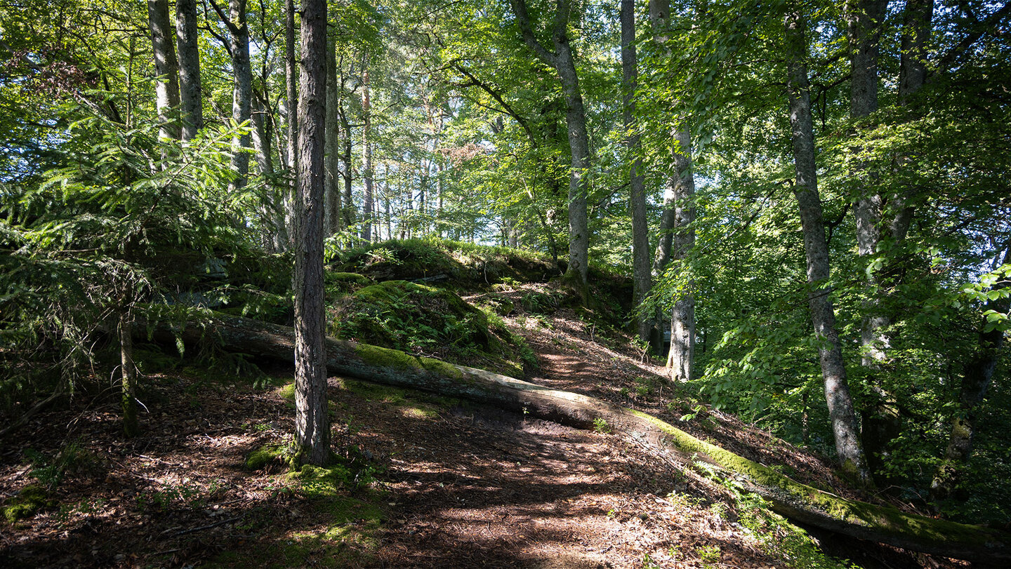Wanderweg zum Aussichtspunkt Eulenfelsen