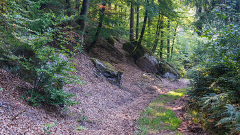 die Eulenfels-Tour führt durch Laubwald