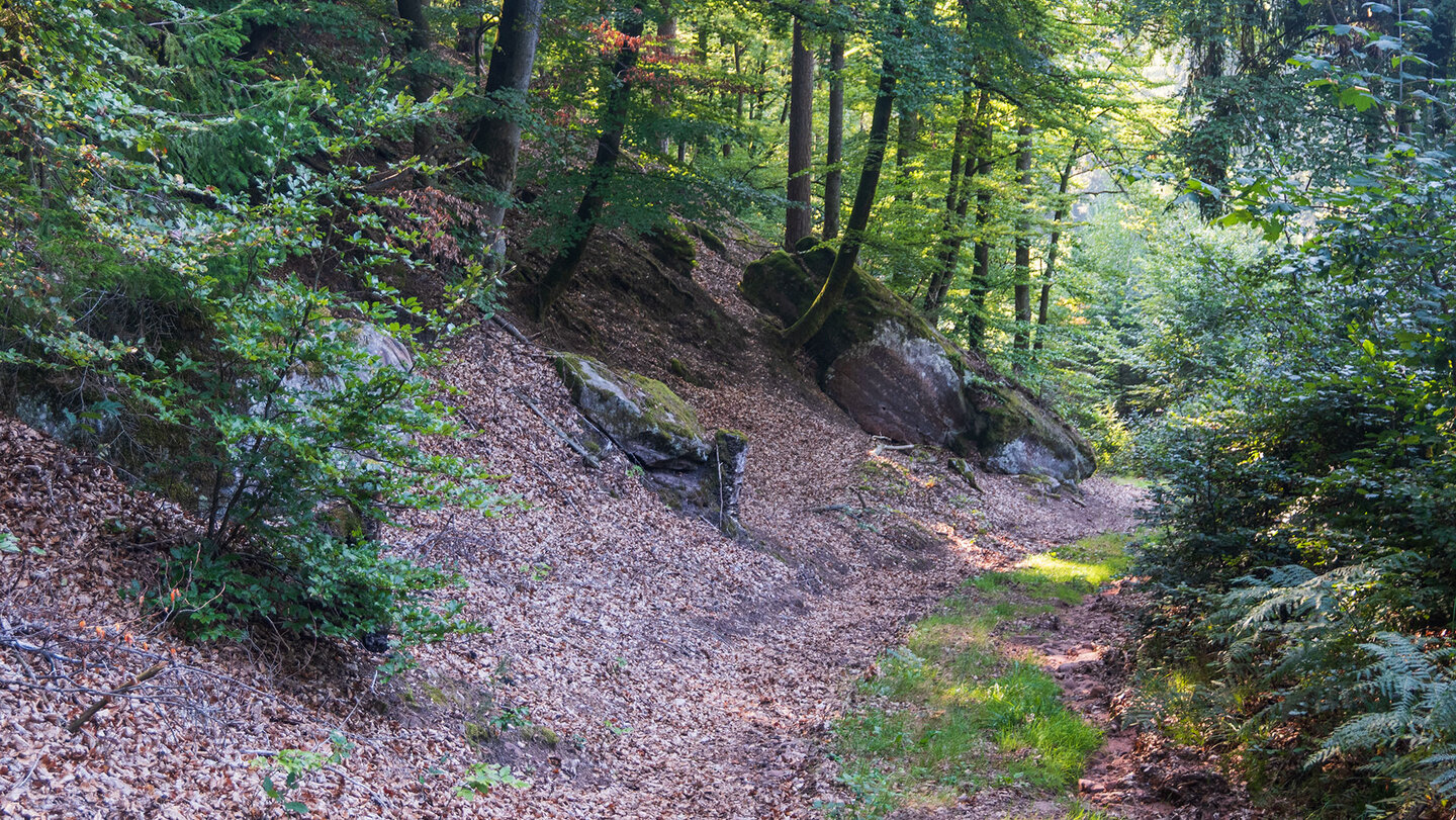 die Eulenfels-Tour führt durch Laubwald