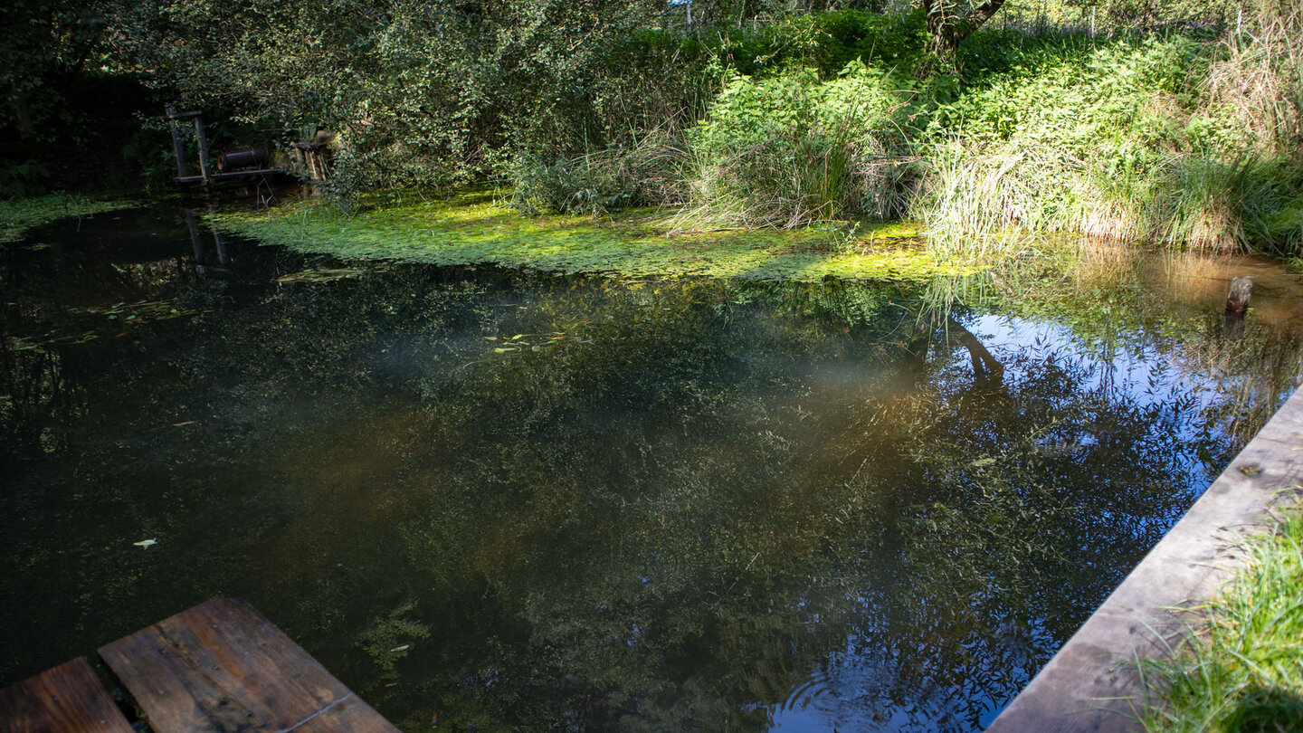 Weiher bei der Reinighofquelle Weiher bei der Reinighofquelle