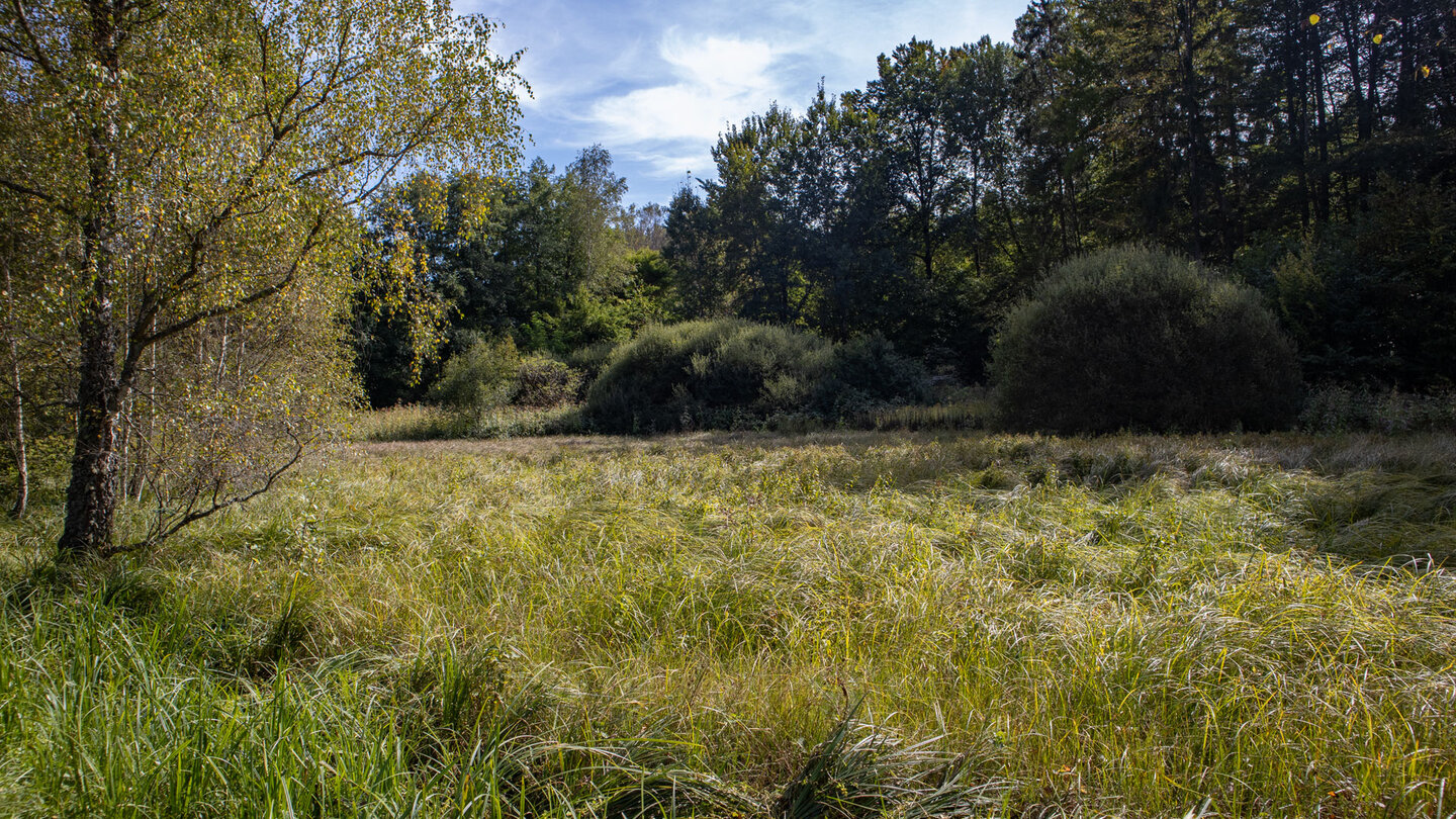 Wanderweg an Sumpfwiesen beim Wöllmersbach